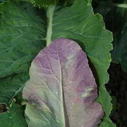 Showing Cauliflower leaves with Deficiency