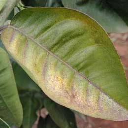 Showing Citrus leaves with Deficiency
