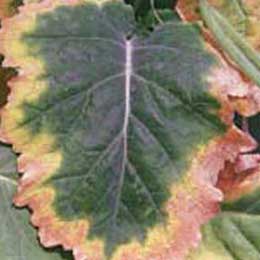Showing deficiency in Grape Leaves