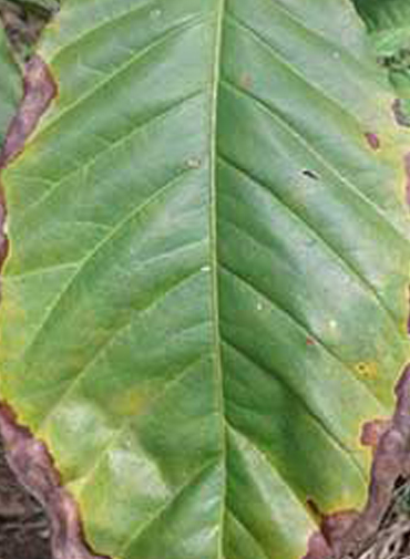 Showing deficiency in Coffee leaves
