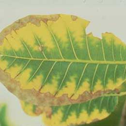 Showing Cashewnut leaves with deficiency