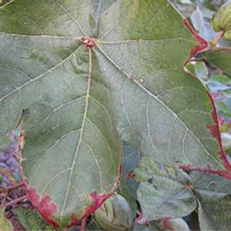 Showing deficiency in Cotton