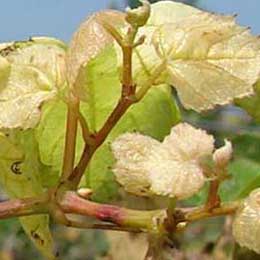 Showing deficiency in Grape Leaves