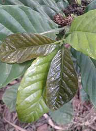Showing deficiency in Coffee leaves