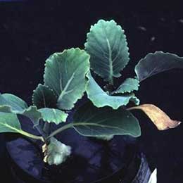 Showing Cauliflower leaves with Deficiency