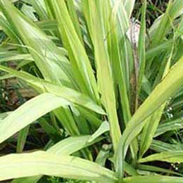 Showing Sugarcane leaves with Deficiency