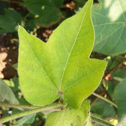 Showing deficiency in Cotton