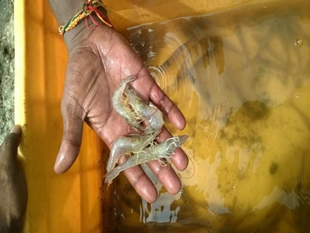 Few Prawns got trapped by hand