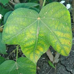 Showing deficiency in Cotton