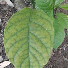 Yellowing between the veins on new leaves