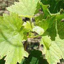 Showing deficiency in Grape Leaves