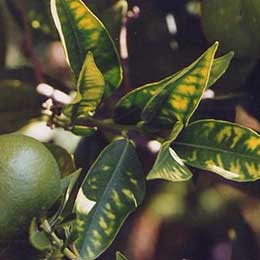 Showing Citrus leaves with Deficiency