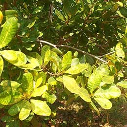 Showing Cashewnut leaves with deficiency