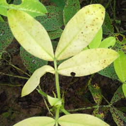 Leaves showing deficiency