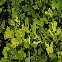 Leaves showing deficiency