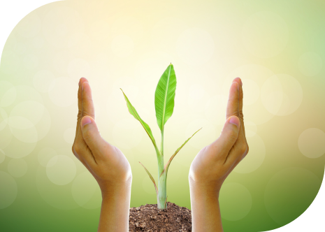 A view of growing plant between vertical hands