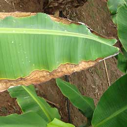 Banana Leaf with deficiency