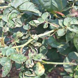 Rose plant with deficient leaves
