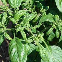 Leaves showing deficiency