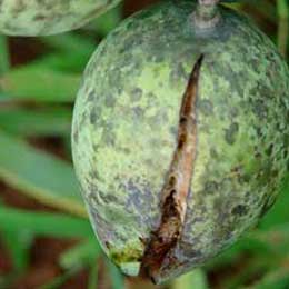 Deficient mango