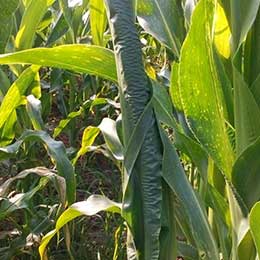 Leaves showing deficiency