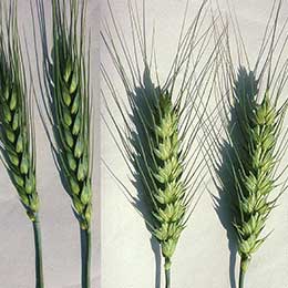 Deficiency in paddy crops