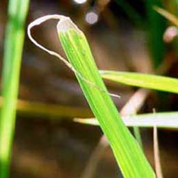 Nutrient deficiency in leaves
