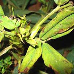 Leaves showing deficiency