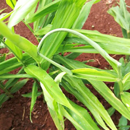 Leaves showing deficiency