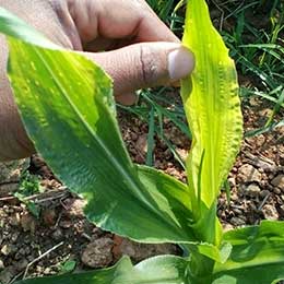 Fingers holding deficient leaf
