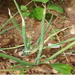 Leaves with distorted growth due to deficiency