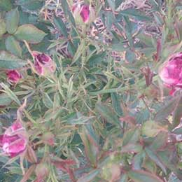 Rose plant with deficient leaves