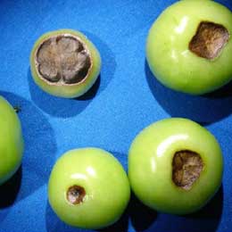 Nutrient deficiency in tomato fruits