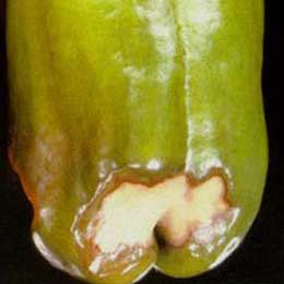 calcium deficiency in plant