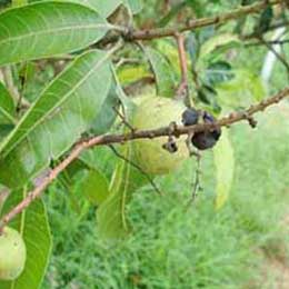 Leaves with deficiency