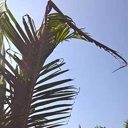 Nutrient Deficiency in Coconut leaves