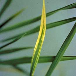 Nutrient deficiency in leaves