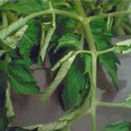 Nutrient deficiency in leaves