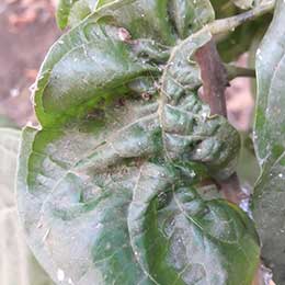 Nutrient deficiency in leaves