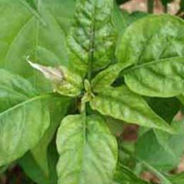 Leaves showing deficiency