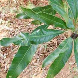 Mango leaves