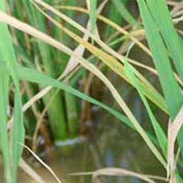 Nutrient deficiency in leaves