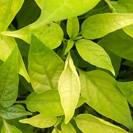 Leaves showing deficiency
