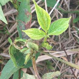 Nutrient deficiency in leaves