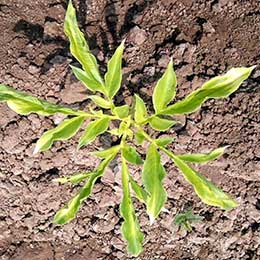 Nutrient deficiency in leaves