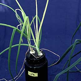 Leaves showing deficiency
