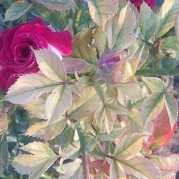 Rose plant with deficient leaves
