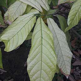 Nutrient deficiency in leaves