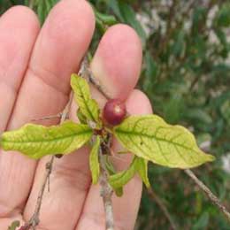 Showing deficient leaves
