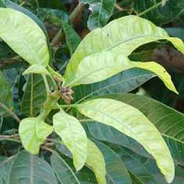 Leaves showing deficiency